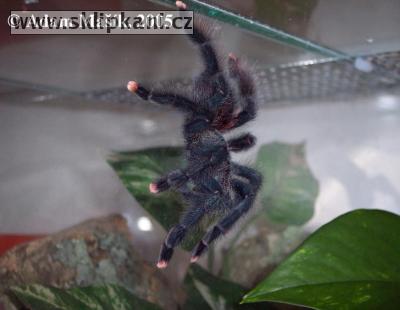 Avicularia-avicularia-avicularia